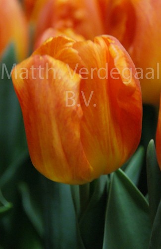 Tulipa Quito