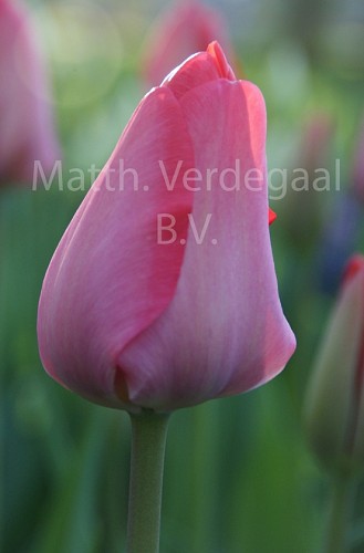 Tulipa van Eijk
