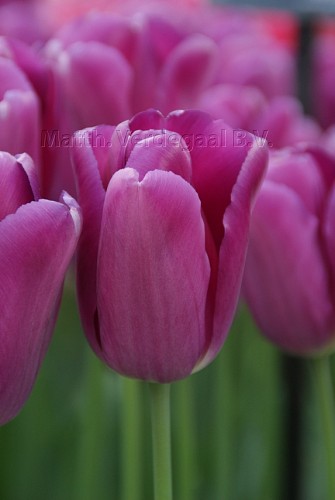 Tulipa Baracuda (r)