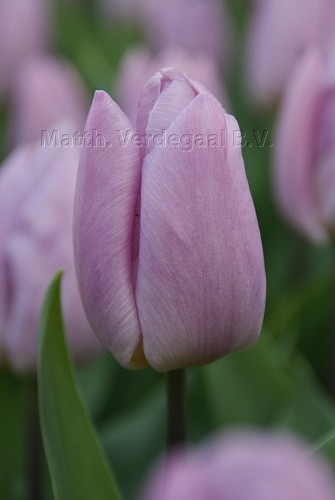 Tulipa Candy Prince