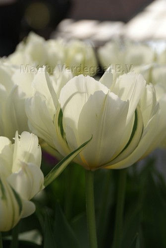 Tulipa Exotic Emperor