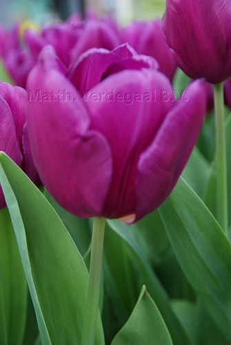 Tulipa Laptop