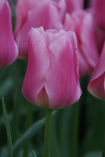 Tulipa Matchmaker