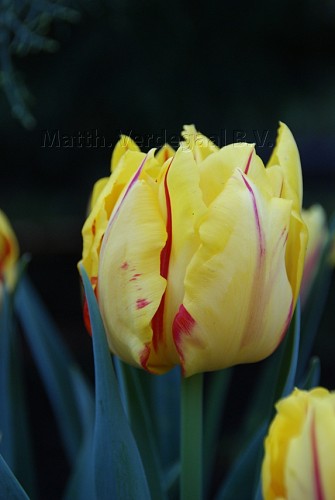 Tulipa Monsella
