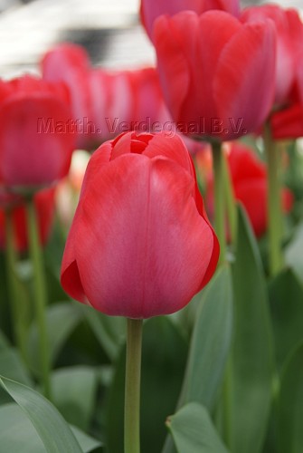 Tulipa Niigata