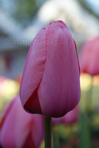 Tulipa Pink Impression