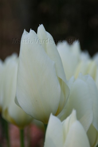 Tulipa Purissima