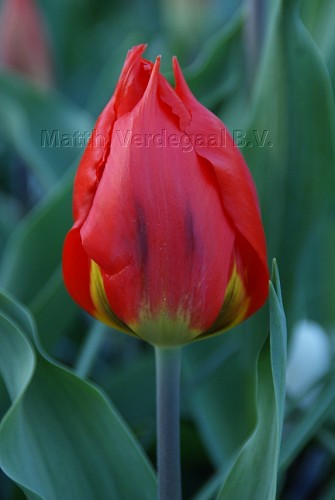 Tulipa Red Flair