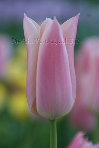 Tulipa Sanne