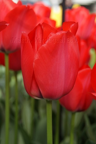 Tulipa Spryng