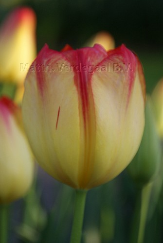 Tulipa Suncatcher