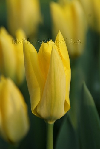 Tulipa Yellow Purissimia
