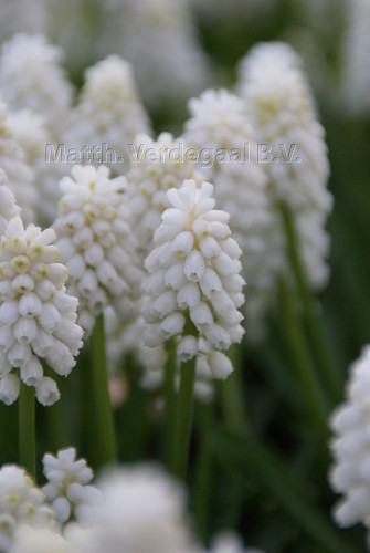 Muscari album