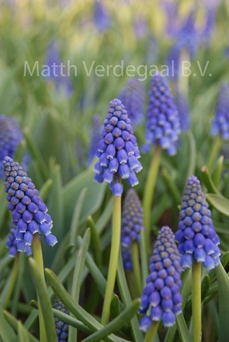 Muscari Armeniacum