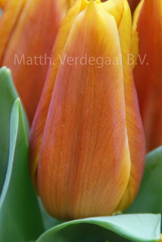 Tulipa Titan