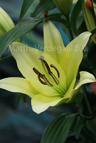 Lilium Outback