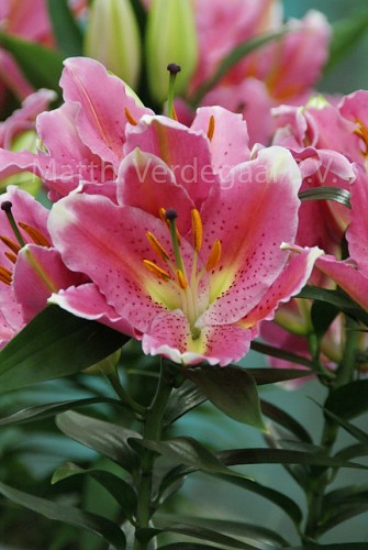 Lilium Reeleeze