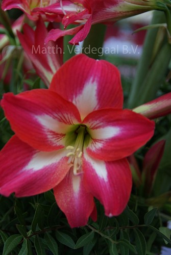 Amaryllis Casabalanca