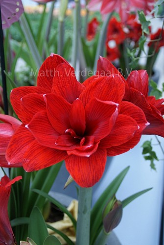 Amaryllis Double Dragon