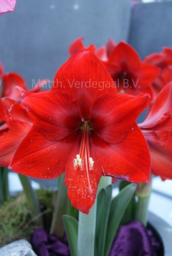 Amaryllis Floris Hekker