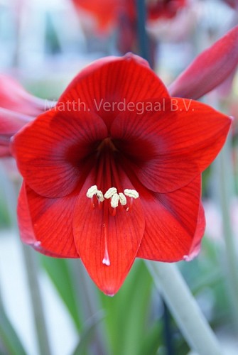 Amaryllis Rapido