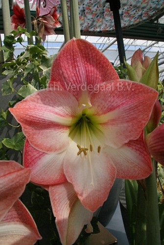 Amaryllis Apple Blossom