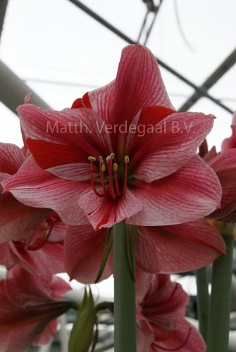 Amaryllis Gervase