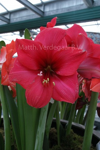 Amaryllis Stripped Echo