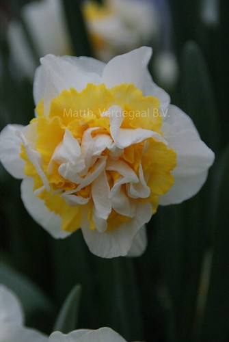 Narcissus Westward