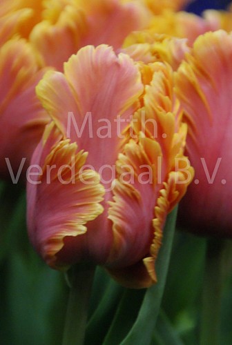 Tulipa Amazing Parrot