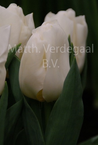Tulipa Calgary