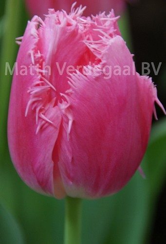 Tulipa Cacharel