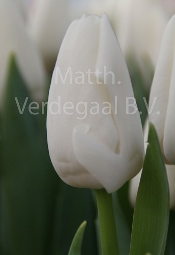 Tulipa Update