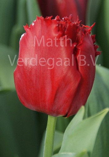 Tulipa Indiana