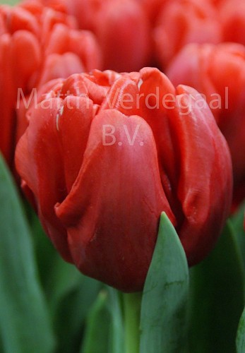 Tulipa Red Foxtrot
