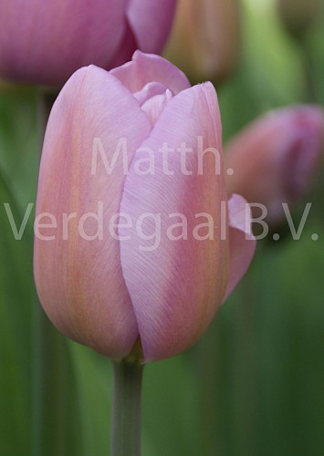 Tulipa Alibi
