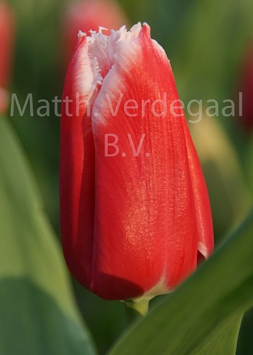 Tulipa Canasta