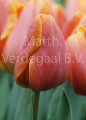 Tuliupa Jimmy