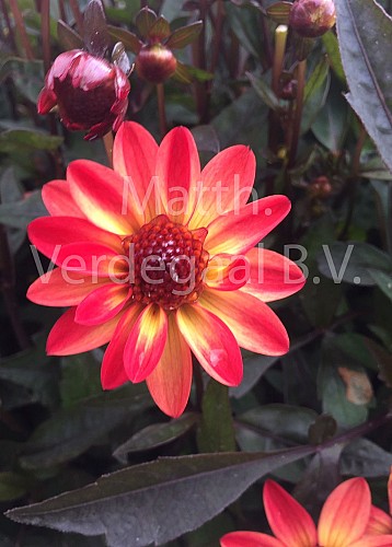 Dahlia Star Wars