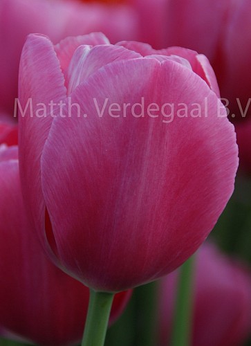 Tulipa Anaconda