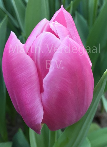 Tulipa Dream Cloud