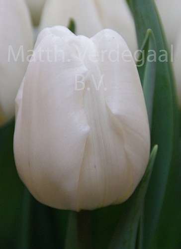 Tulipa Pim Fortuyn