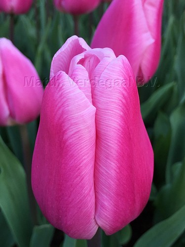 Tulipa Aafke