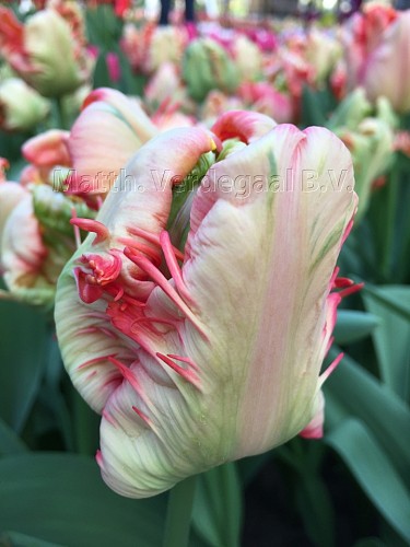 Tulipa Apricot Parrot