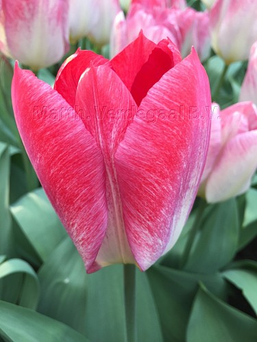 Tulipa Flaming Purissima