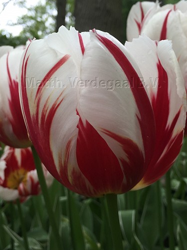 Tulipa Happy Generation