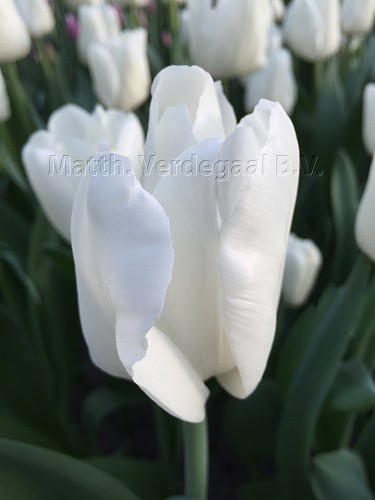 Tulipa Litouwen