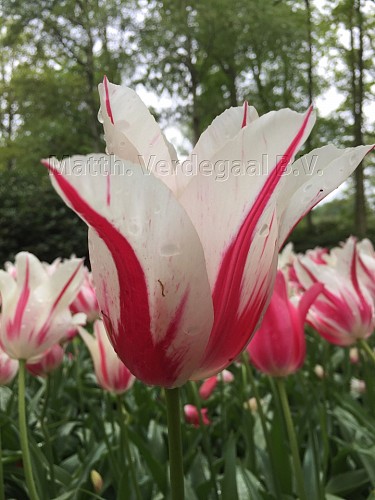 Tulipa Marilyn