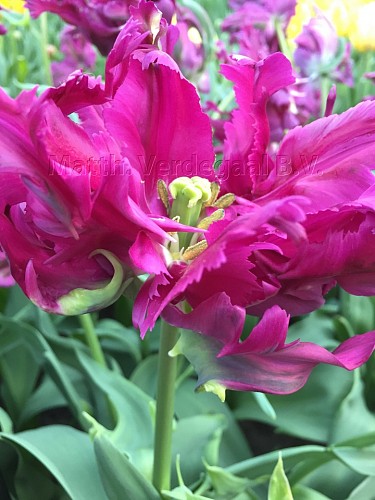 Tulipa Parrot Negrita