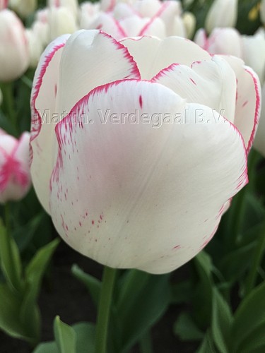 Tulipa Salvo